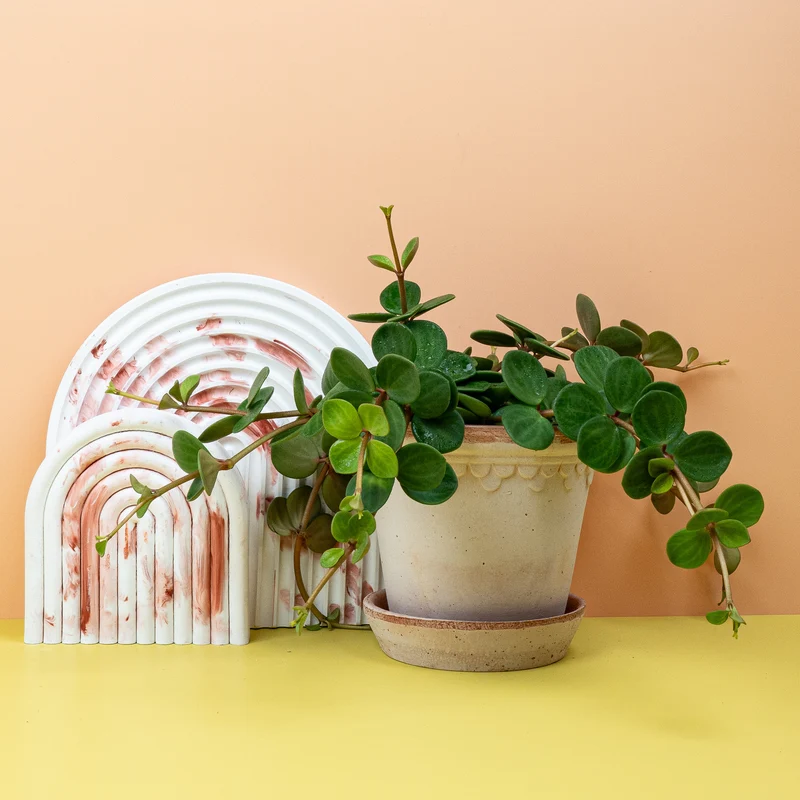 PEPEROMIA HOPE