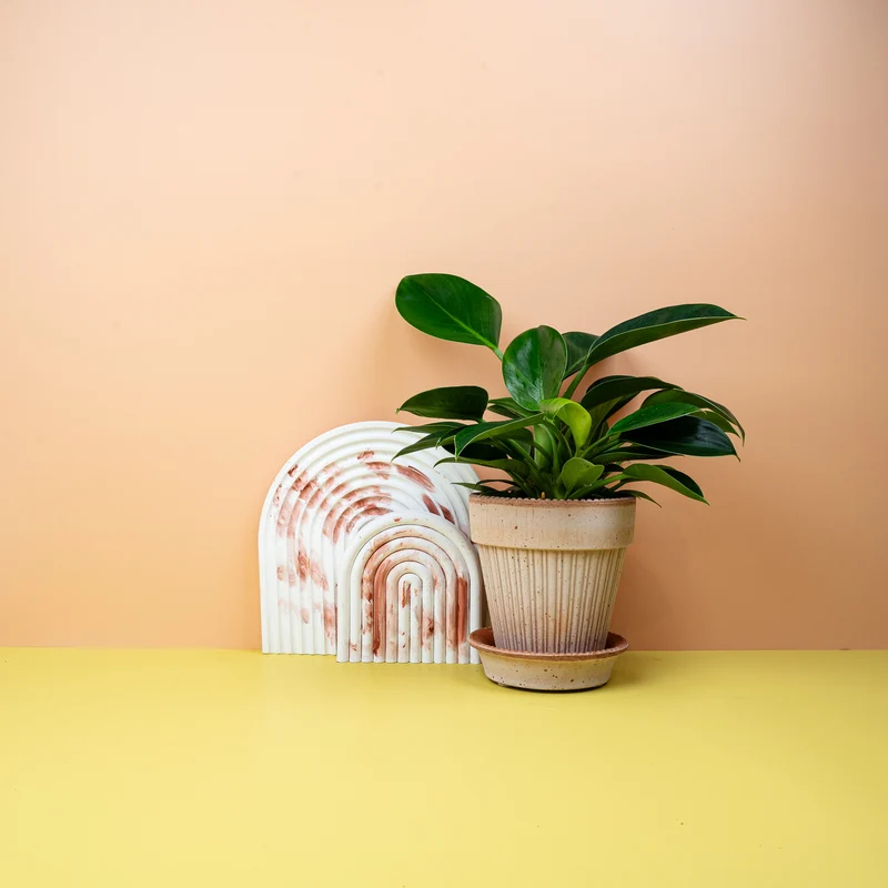 PHILODENDRON GREEN PRINCESS