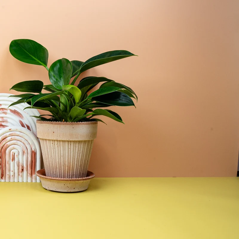 PHILODENDRON GREEN PRINCESS