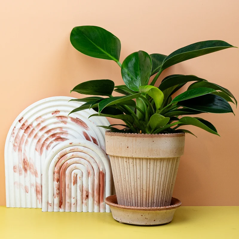 PHILODENDRON GREEN PRINCESS