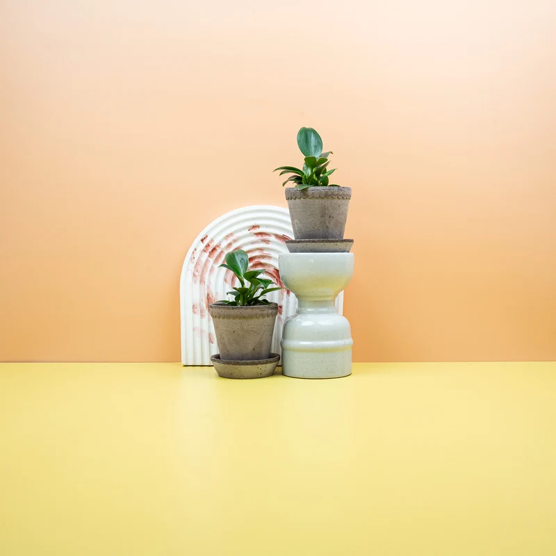 PHILODENDRON GREEN PRINCESS