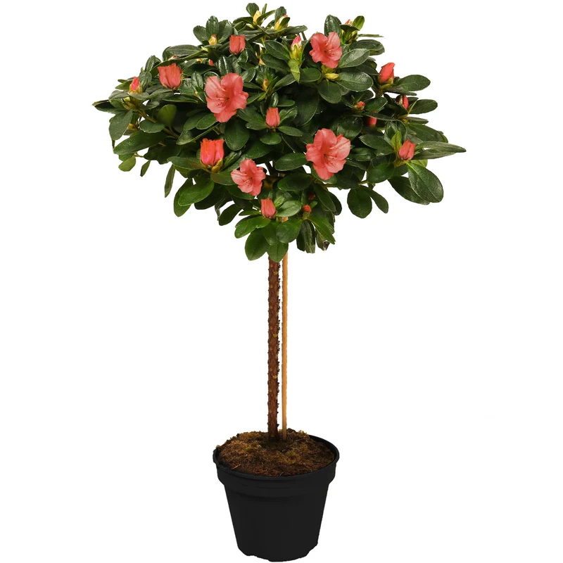 Orange Azalea japonica Terrassenbaum