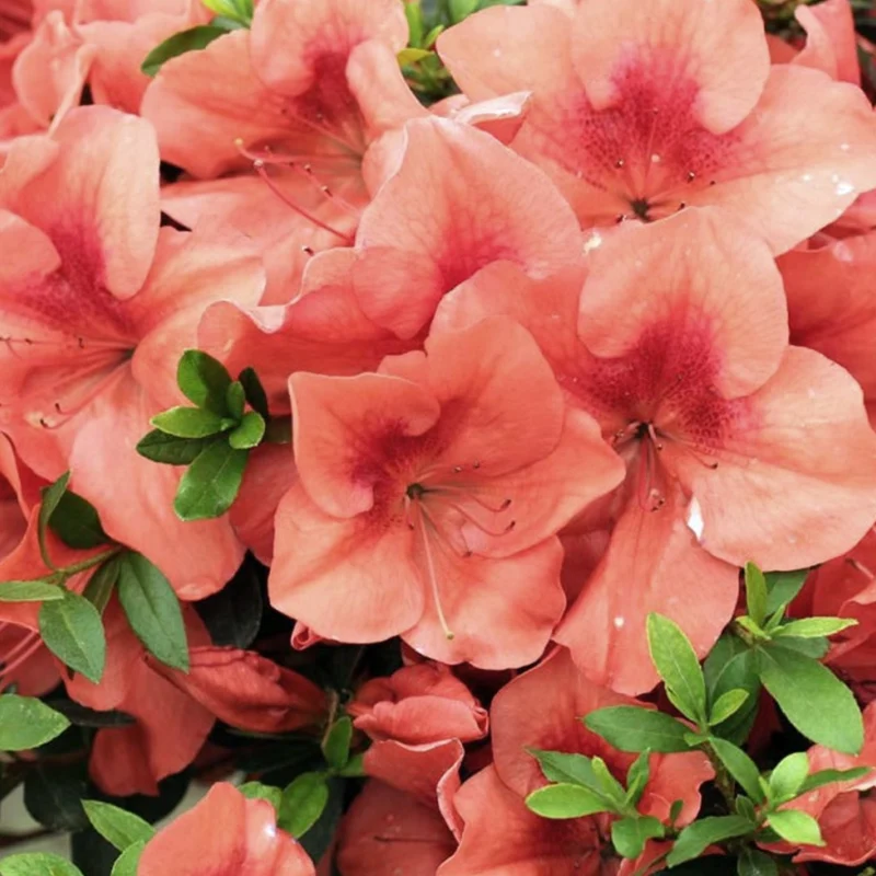 Orange Azalea japonica Terrassenbaum