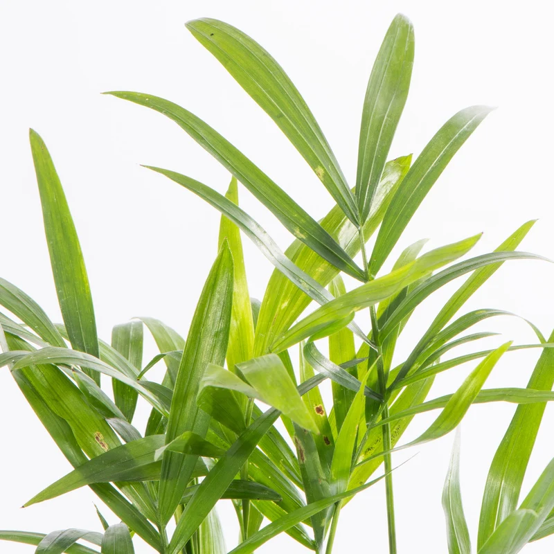 Baby Chamaedorea elegans