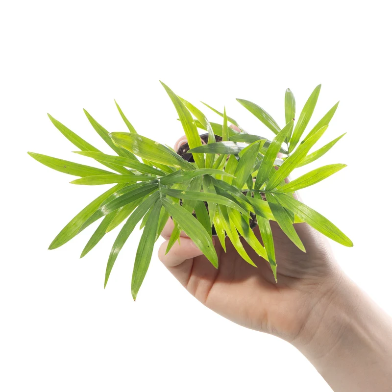 Baby Chamaedorea elegans