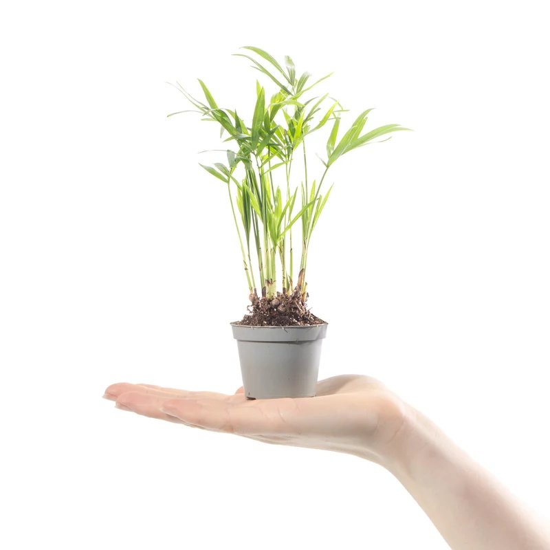 Baby Chamaedorea elegans