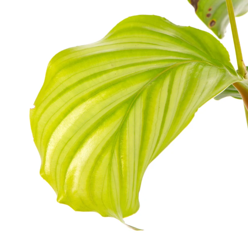 Baby Calathea orbifolia