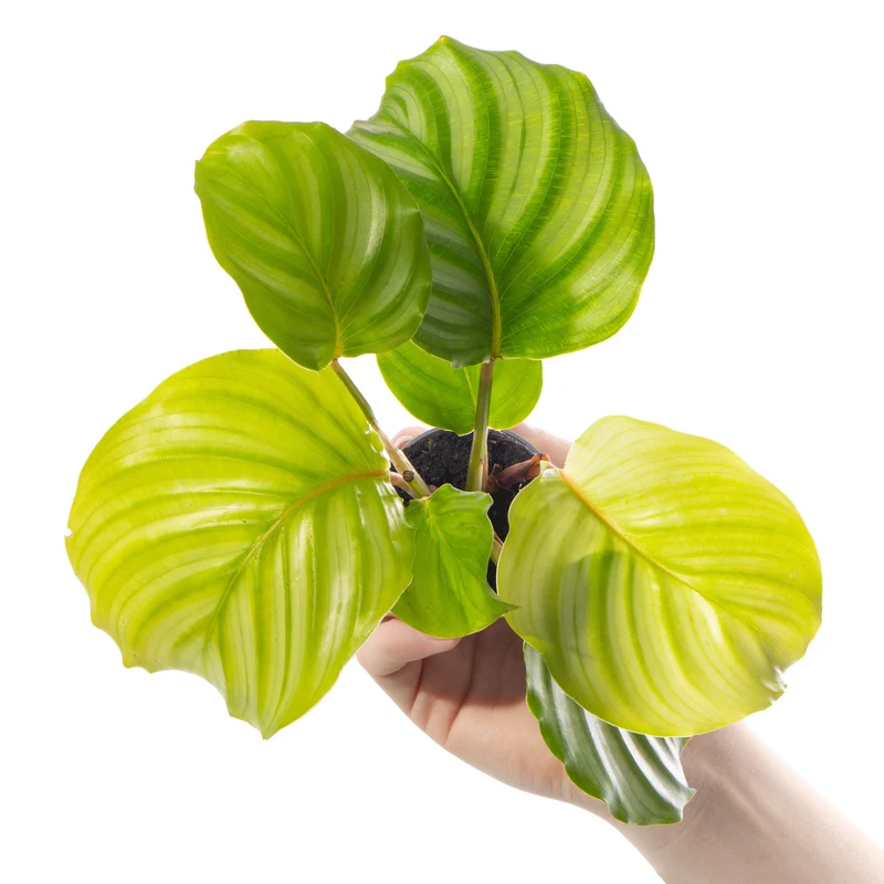 Baby Calathea orbifolia