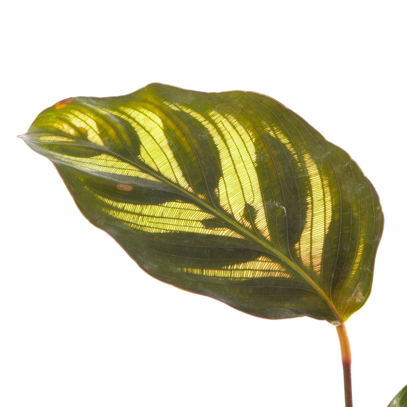 Baby Calathea makoyana