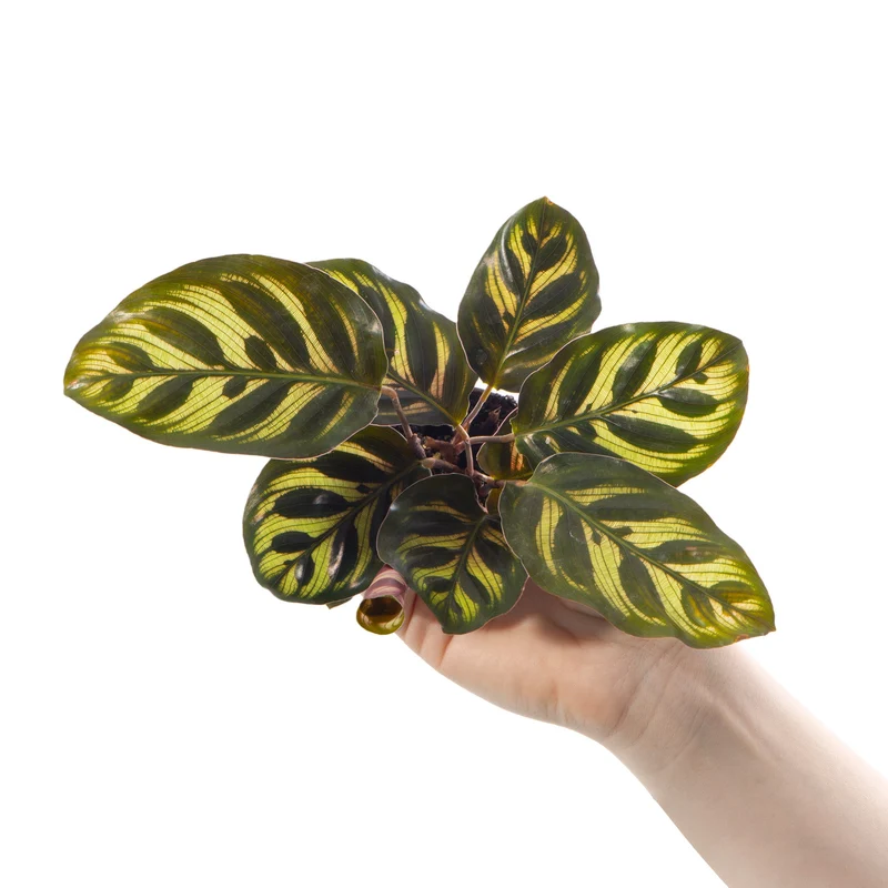 Baby Calathea makoyana