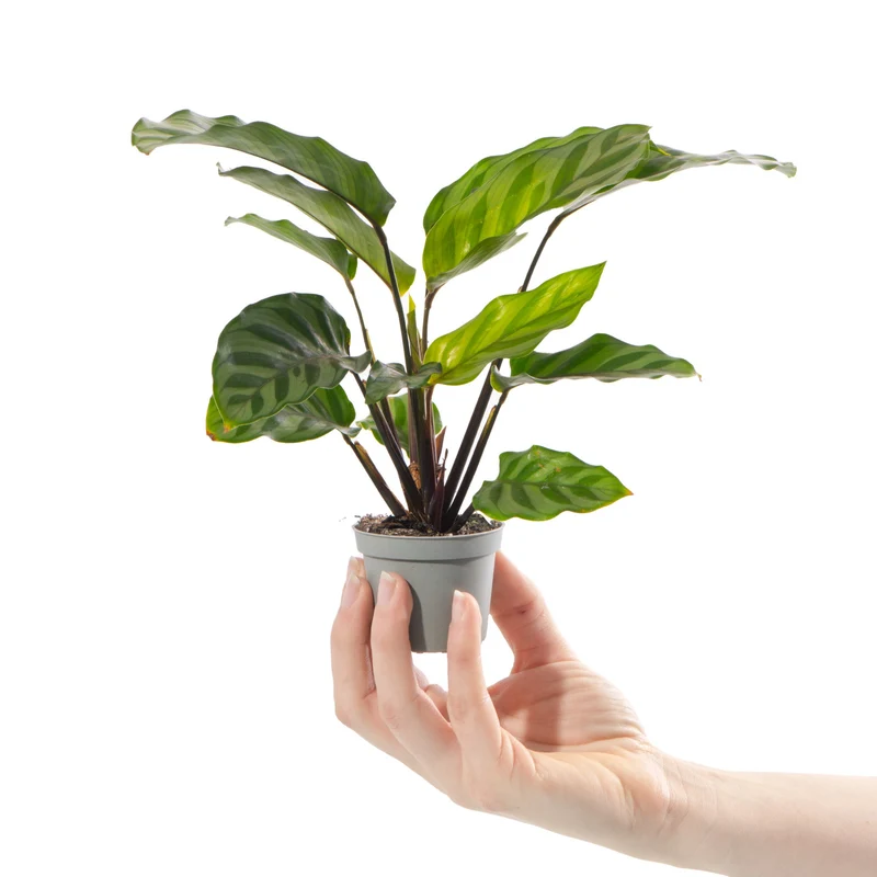 Baby Calathea 'Freddie'