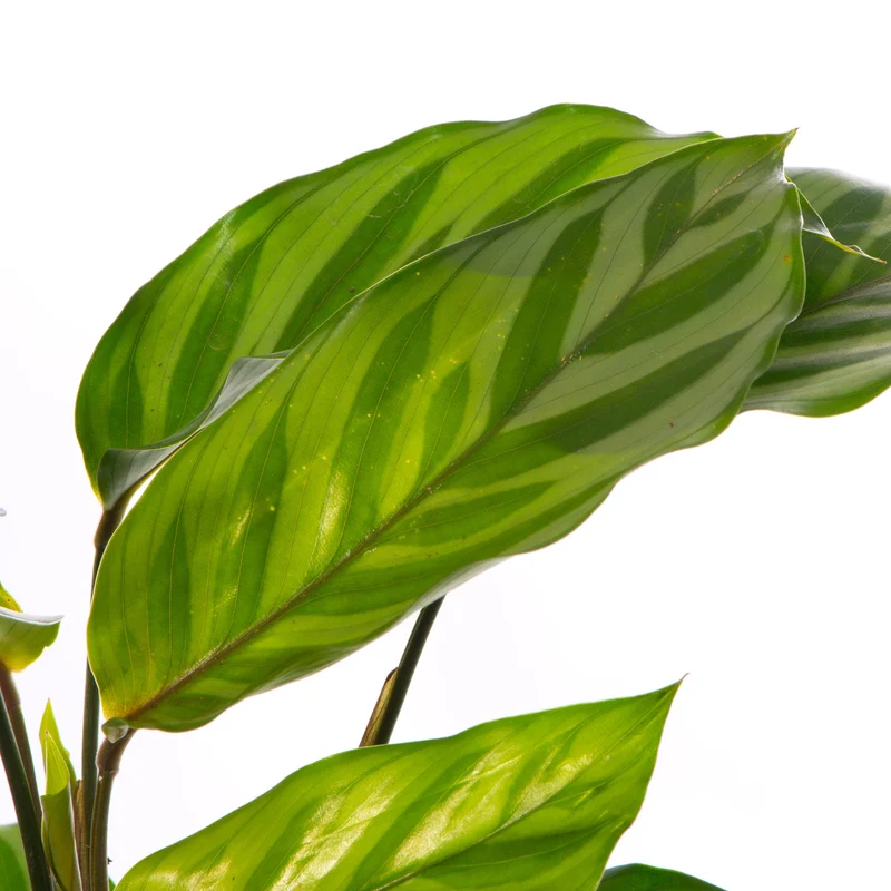 Baby Calathea 'Freddie'