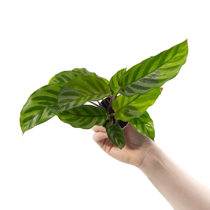 Baby Calathea 'Freddie'