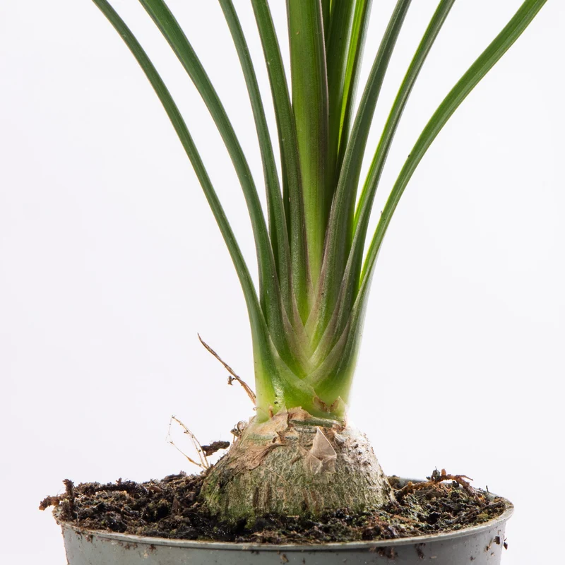 Baby Beaucarnea recurvata