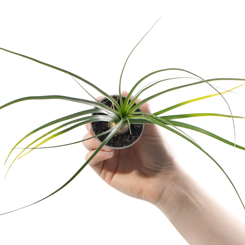 Baby Beaucarnea recurvata