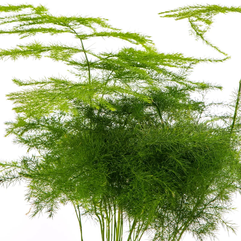 Baby-Spargel 'Plumosus'