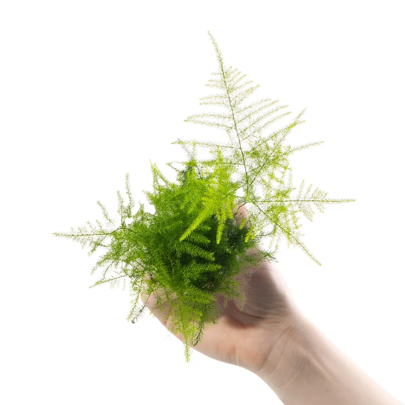 Baby-Spargel 'Plumosus'