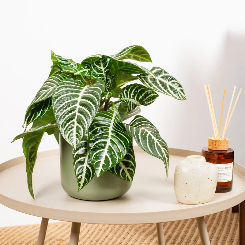 Aphelandra 'Grün'