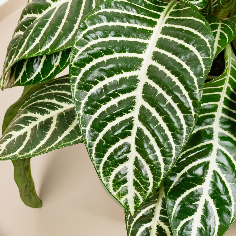 Aphelandra 'Grün'