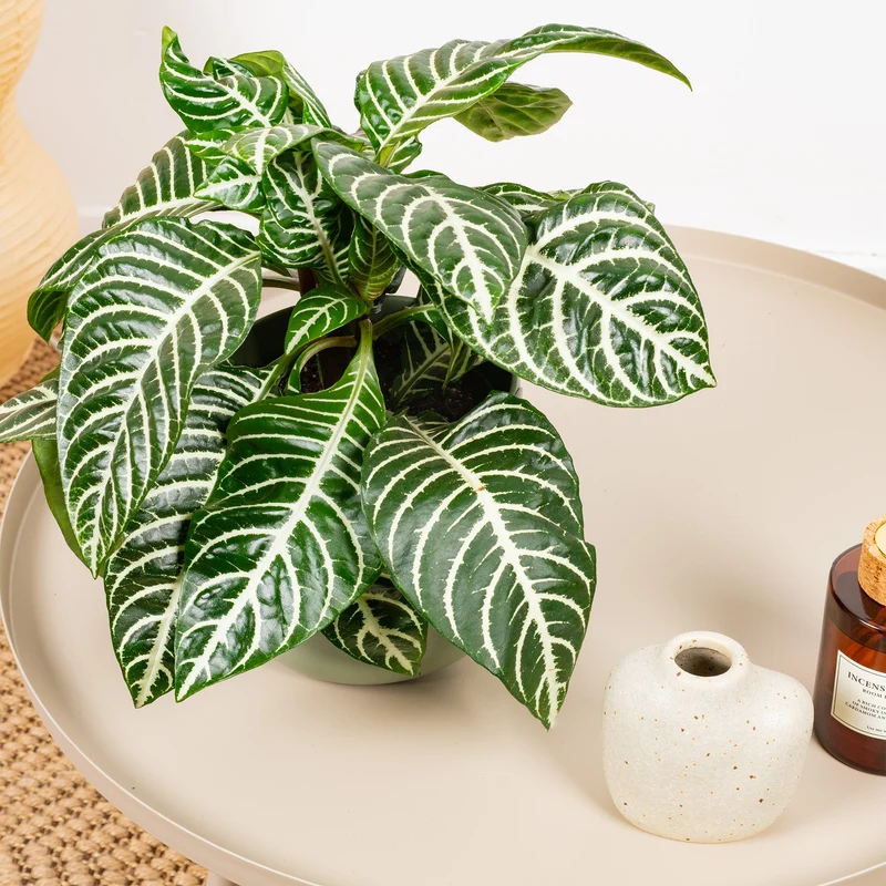 Aphelandra 'Grün'