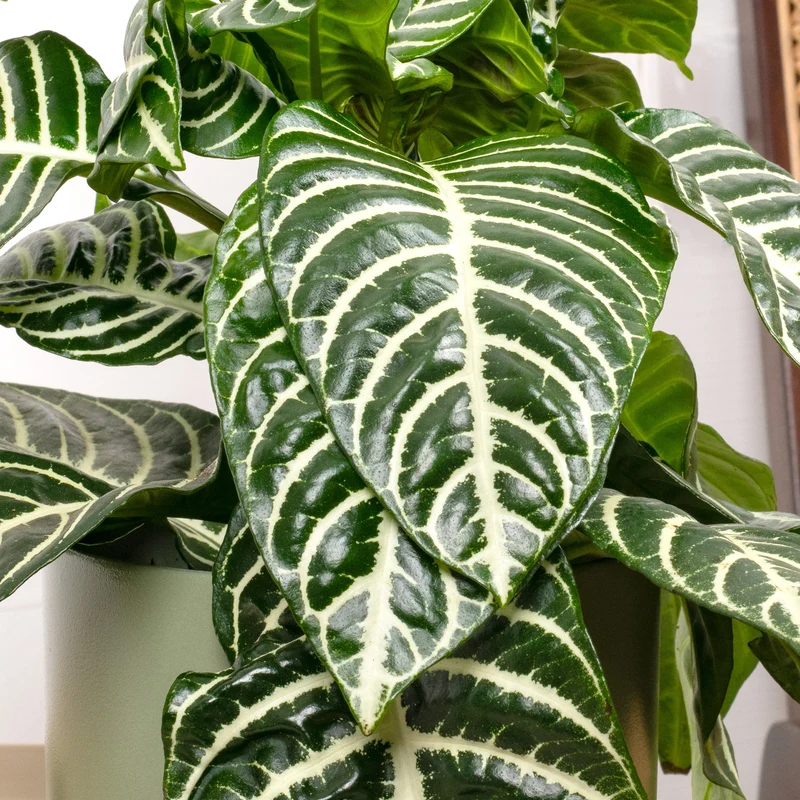 Aphelandra 'Grün'