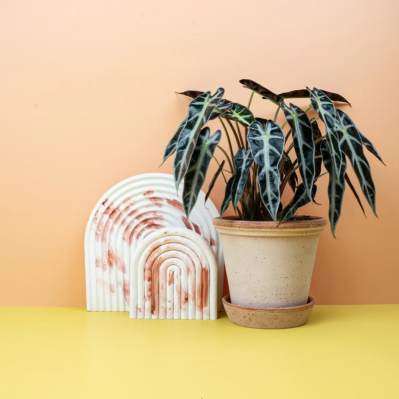 ALOCASIA BAMBINO