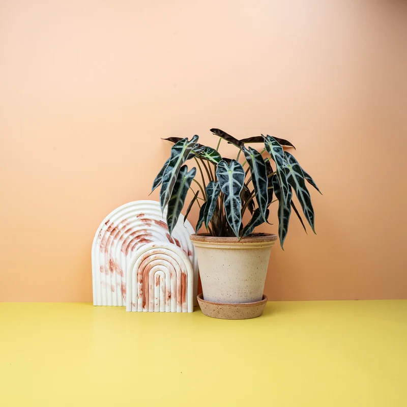 ALOCASIA BAMBINO