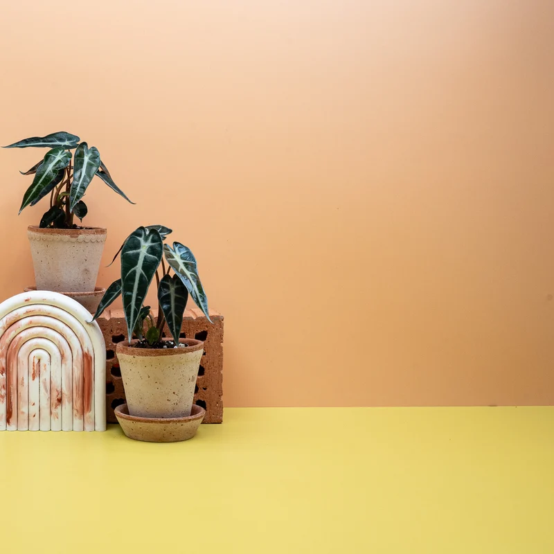 ALOCASIA BAMBINO