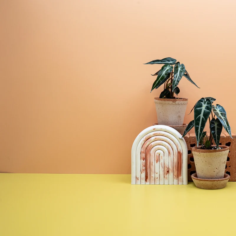 ALOCASIA BAMBINO