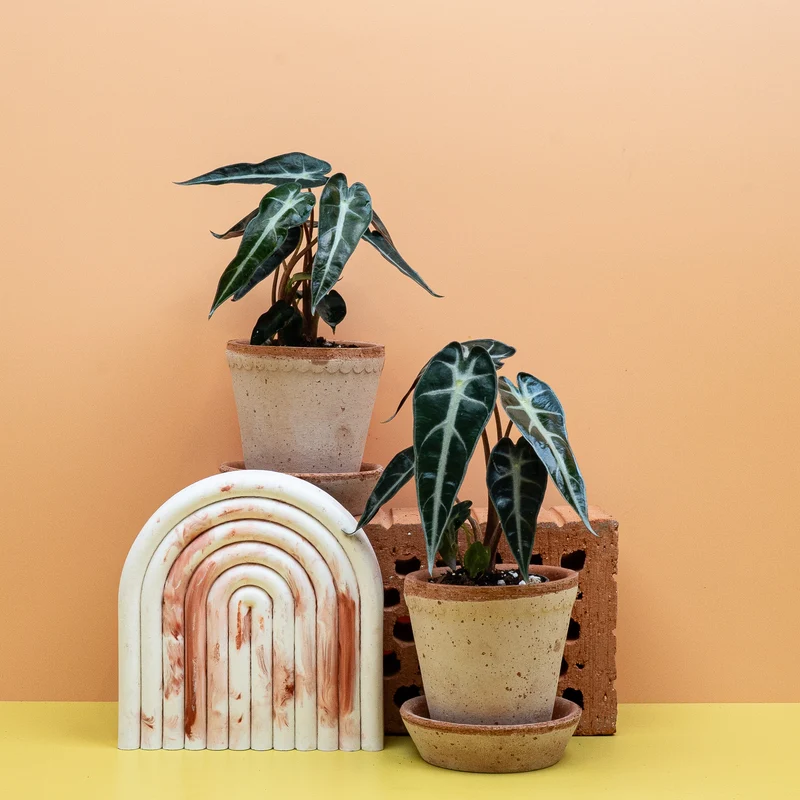 ALOCASIA BAMBINO