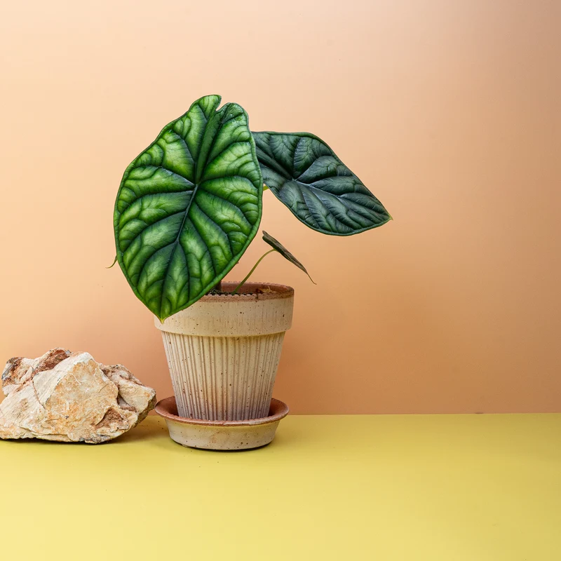 ALOCASIA DRAGON SCALE