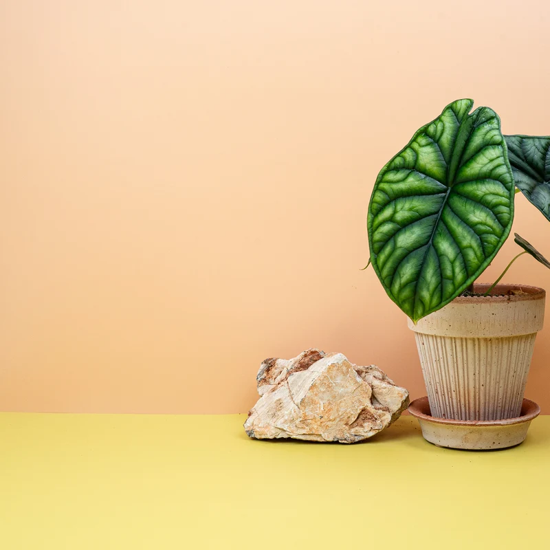 ALOCASIA DRAGON SCALE
