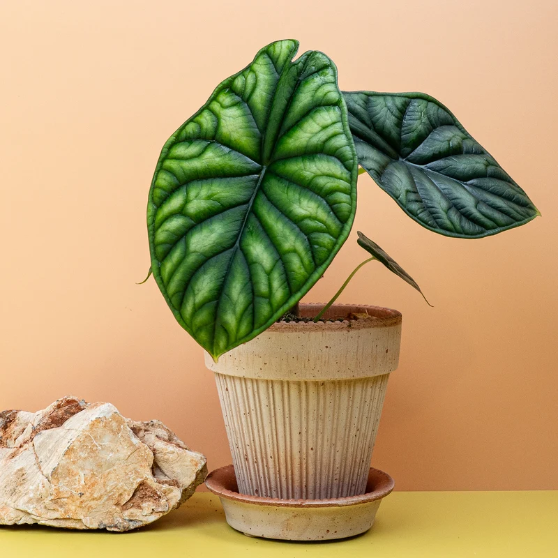 ALOCASIA DRAGON SCALE