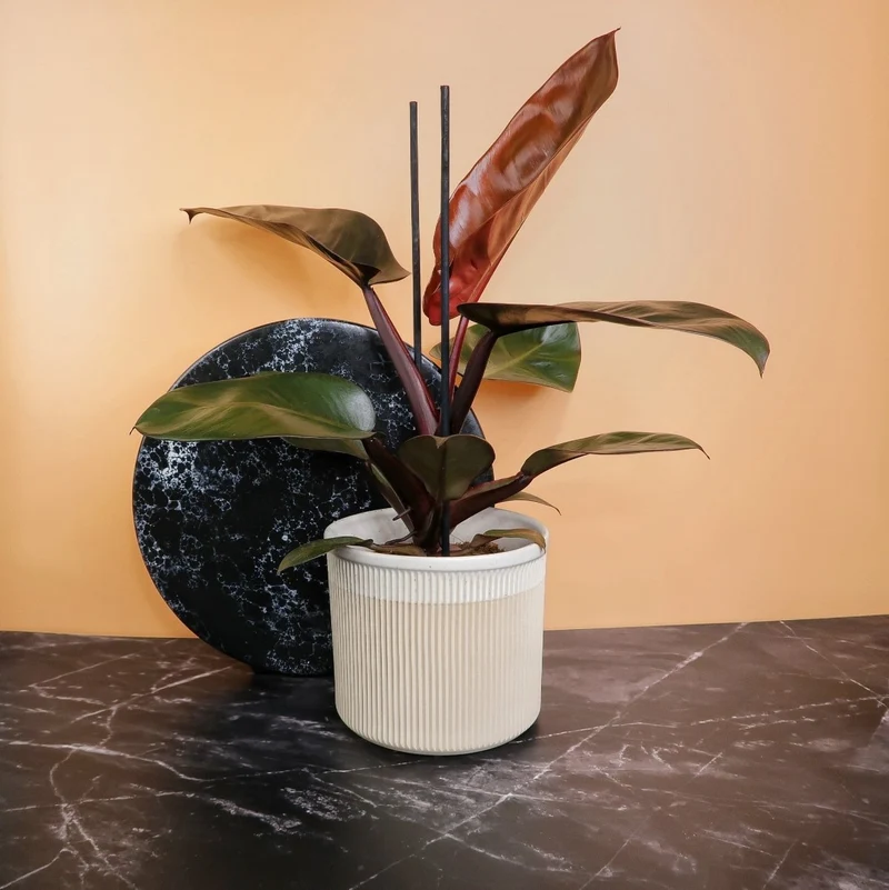 PHILODENDRON BLACK CARDINAL