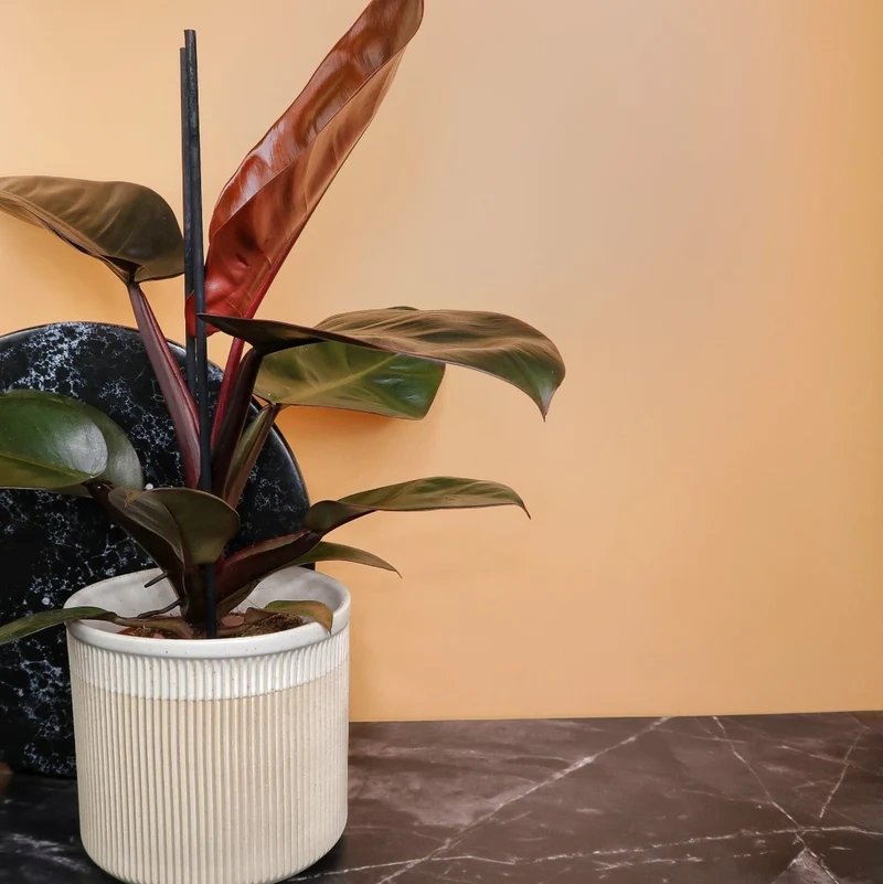 PHILODENDRON BLACK CARDINAL