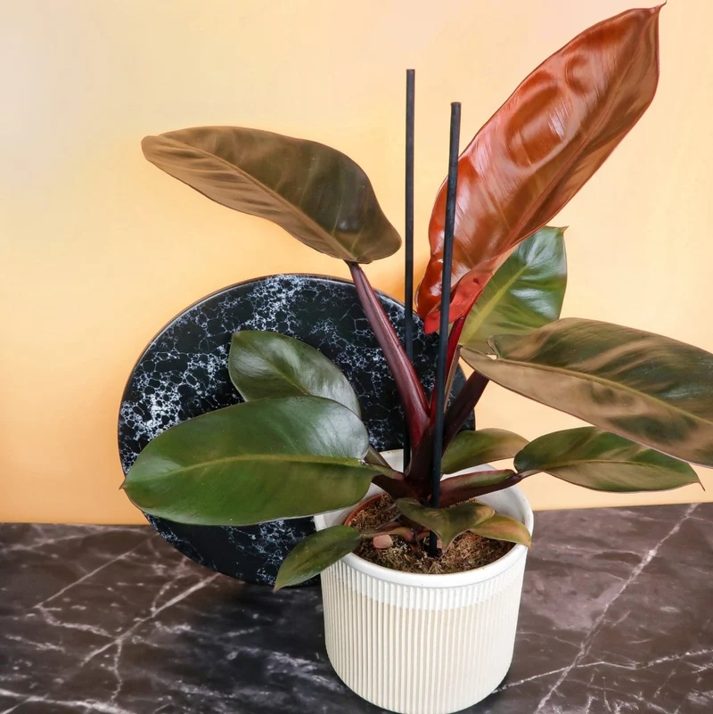 PHILODENDRON BLACK CARDINAL