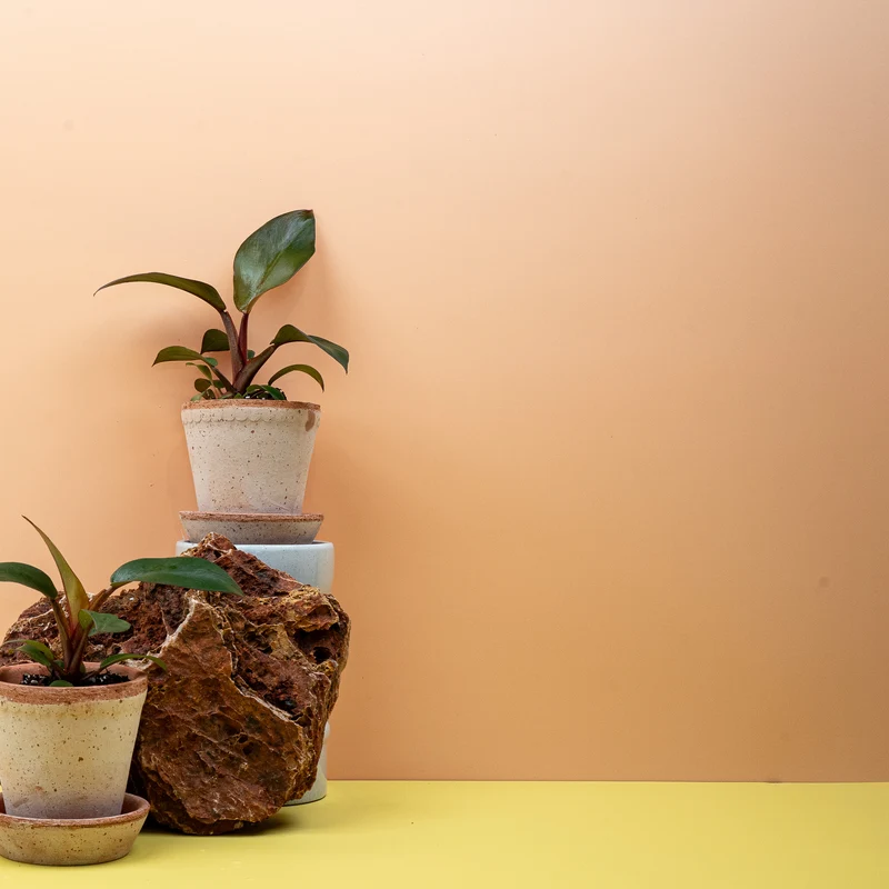 PHILODENDRON BLACK CARDINAL