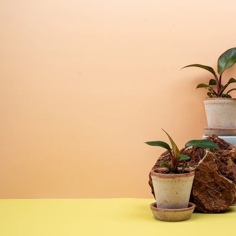 PHILODENDRON BLACK CARDINAL
