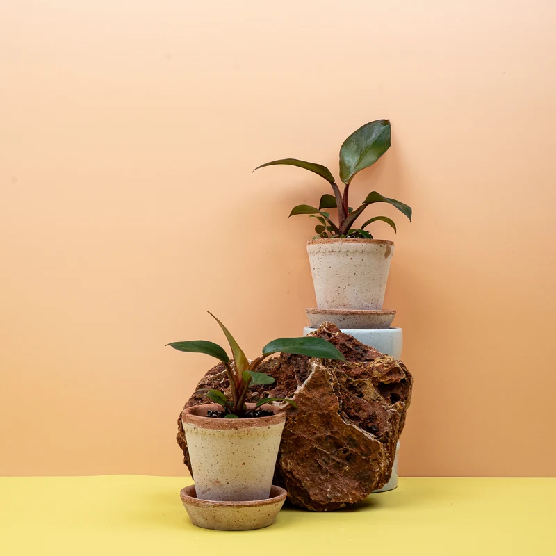 PHILODENDRON BLACK CARDINAL