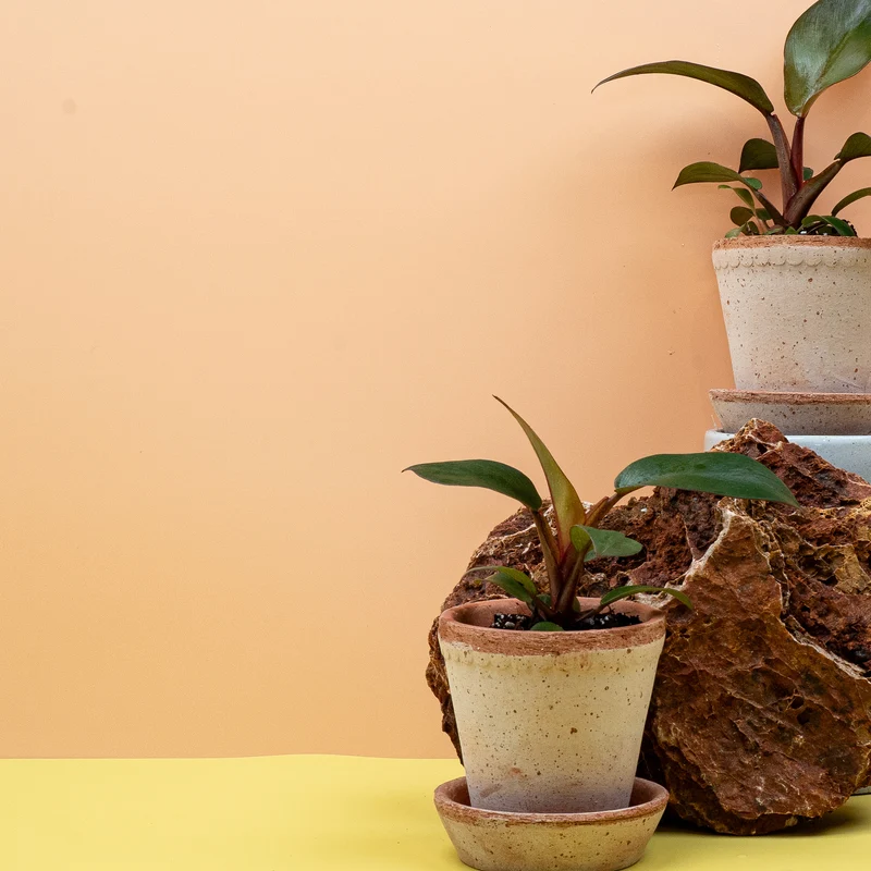 PHILODENDRON BLACK CARDINAL