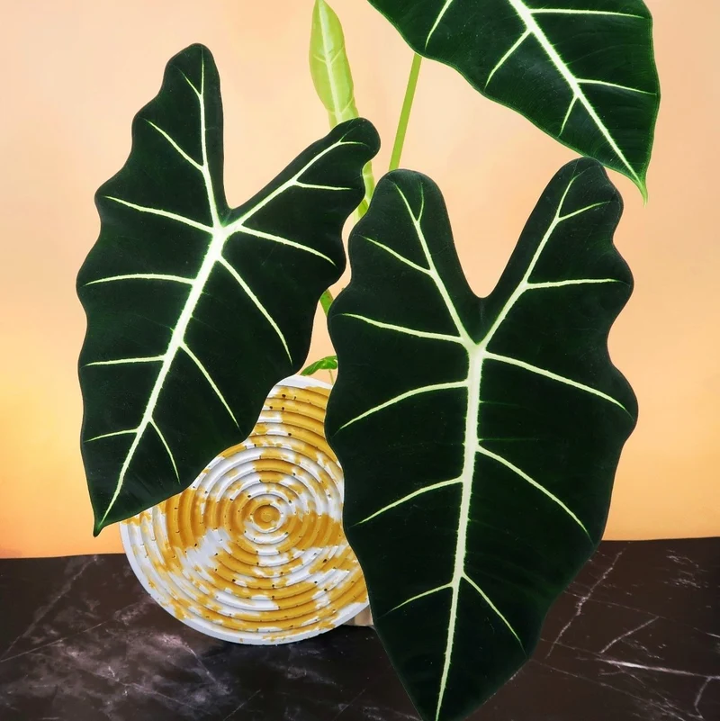 ALOCASIA FRYDEK