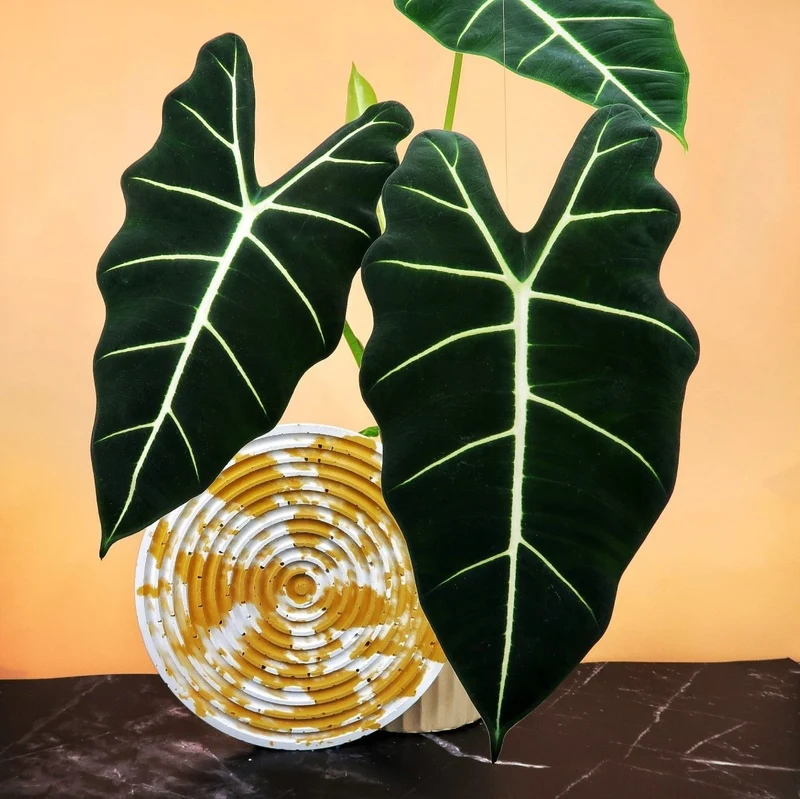 ALOCASIA FRYDEK