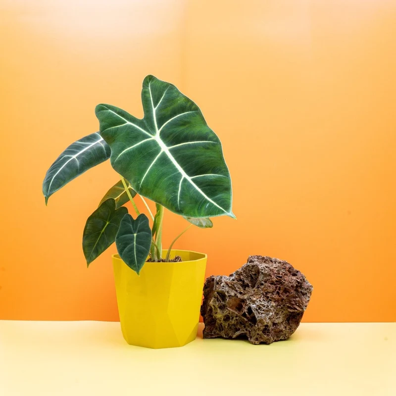 ALOCASIA FRYDEK
