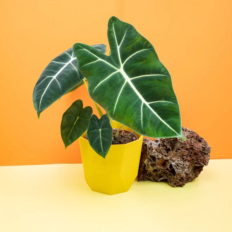 ALOCASIA FRYDEK