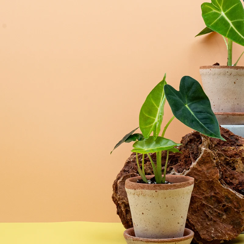 ALOCASIA FRYDEK