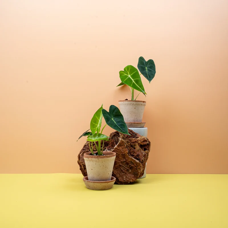 ALOCASIA FRYDEK