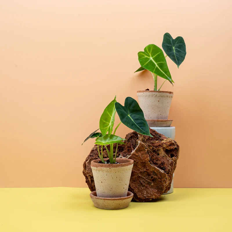 ALOCASIA FRYDEK