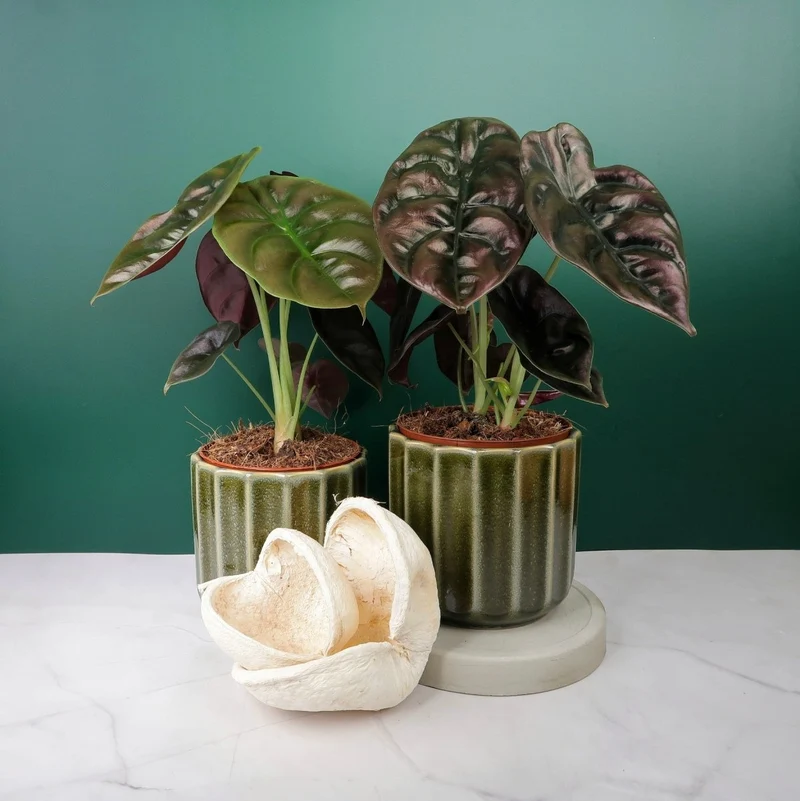 ALOCASIA CUPREA RED SECRET