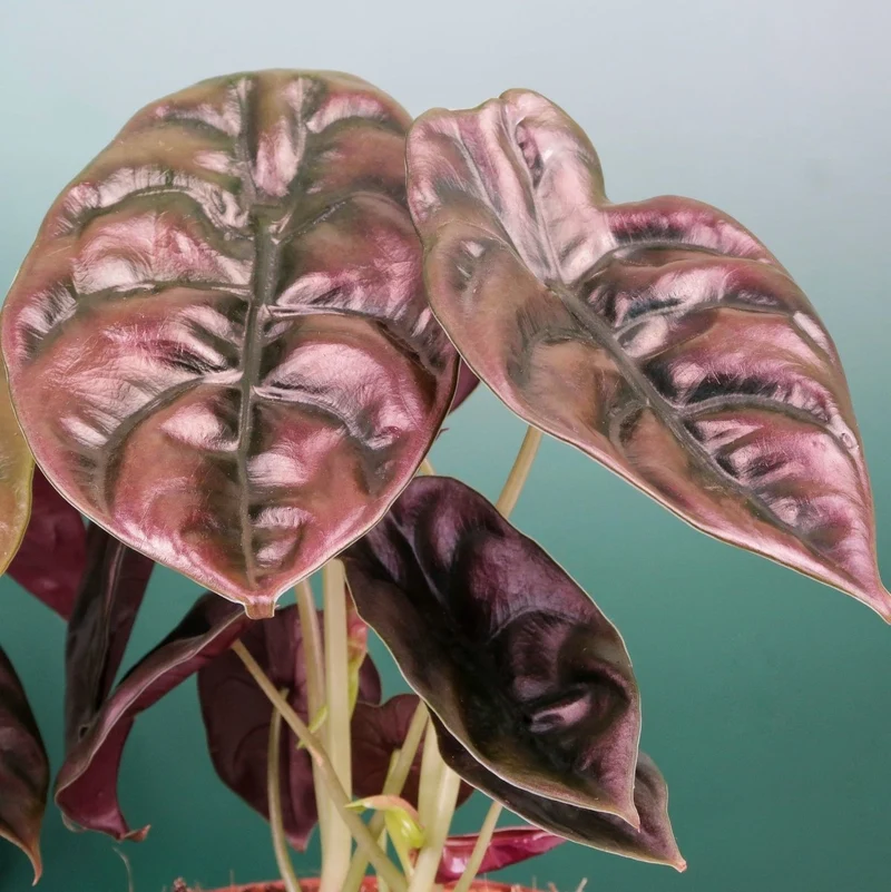 ALOCASIA CUPREA RED SECRET