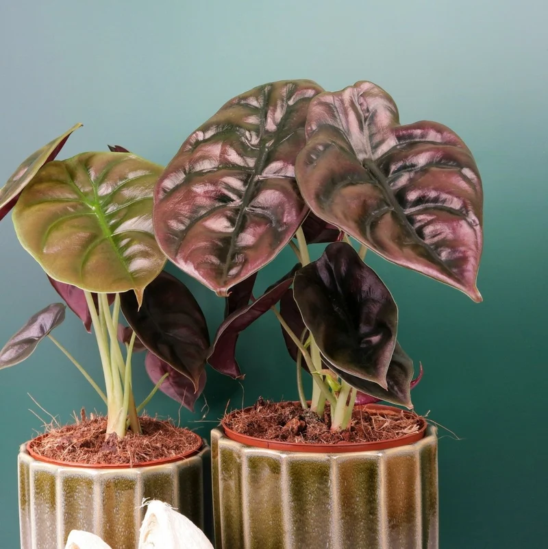 ALOCASIA CUPREA RED SECRET